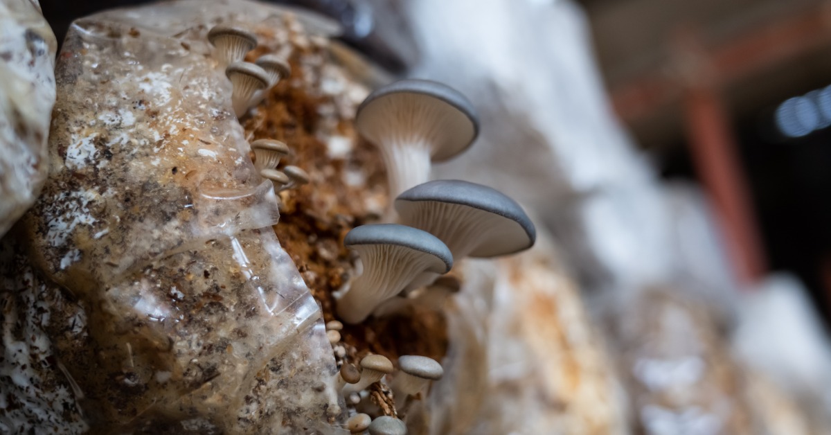 Gray mushrooms are growing from a clear plastic bag of substrate, with other cultivation bags blurred nearby.