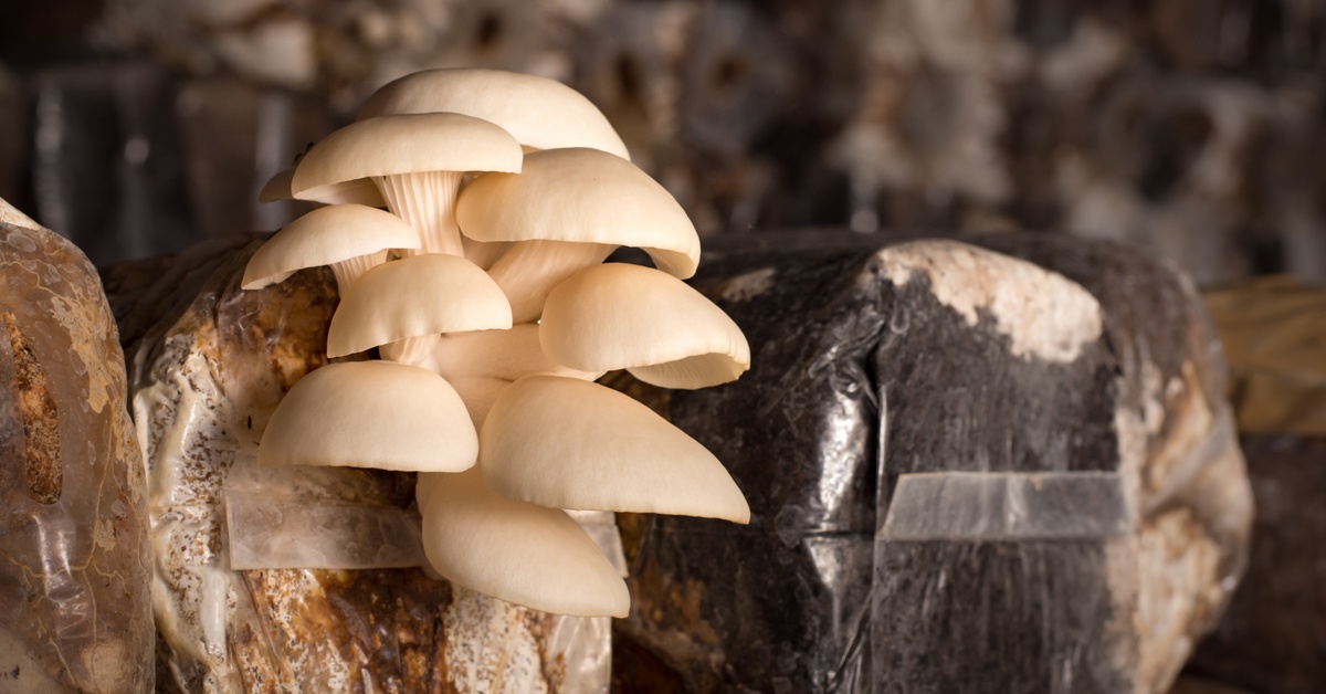 A cluster of pale oyster mushrooms growing from plastic substrate bags among other stacked bags indoors.