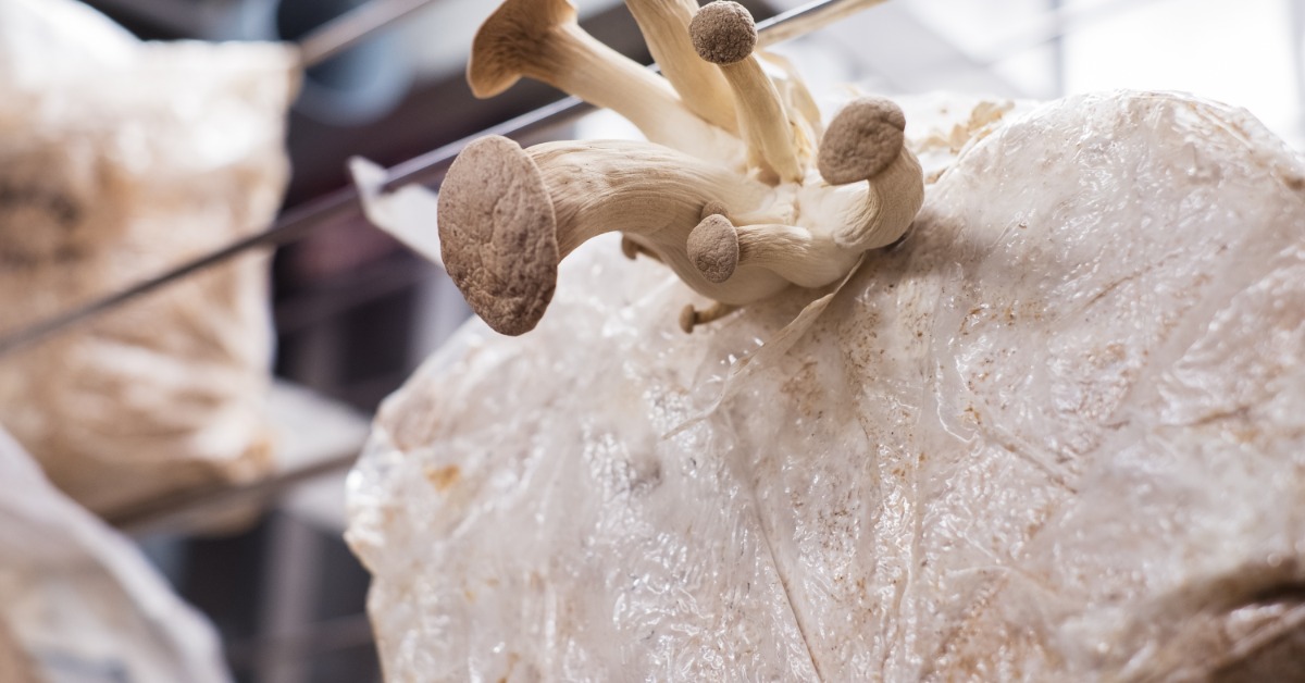 Tan mushrooms growing from a plastic-wrapped substrate block on a shelf with other blocks in the background.